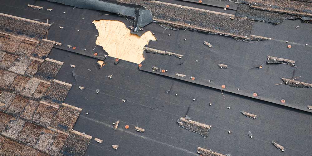 Roof Shark Storm Damage Repair Expert